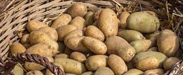 Kartoffelfest am Tennosee