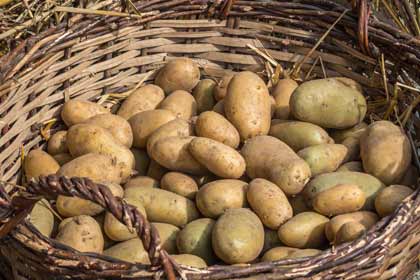 Kartoffelfest am Tennosee
