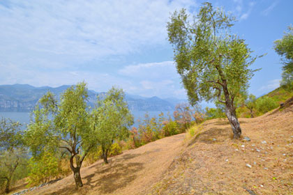 Olivenhain am Gardasee