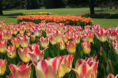 Tulpen im Parco Giardino Sigurtà