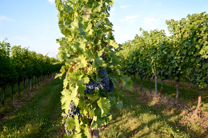 Weinberge in Cavaion Veronese am Gardasee Weinberge am Gardasee