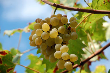 Weintrauben am Gardasee