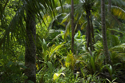 Jungle Adventure Park