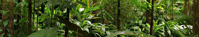 Jungle Adventure Park in San Zeno di Montagna