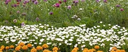 Salo Garda Flowers - Farbenfrohe Blumenmeere